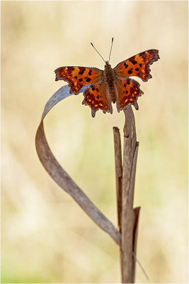 C-Falter (Polygonia c-album), Deutschland, Baden-Württemberg