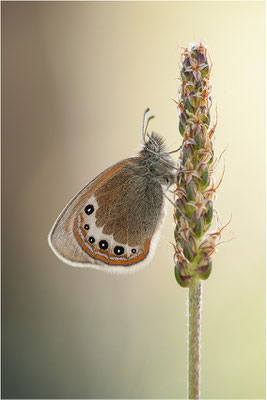 Alpen-Wiesenvögelchen (Coenonympha gardetta), Schweiz, Kanton Wallis