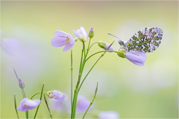 Aurorafalter (Anthocharis cardamines), Männchen, Deutschland, Baden-Württemberg