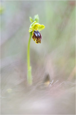 Ophrys bilunulata