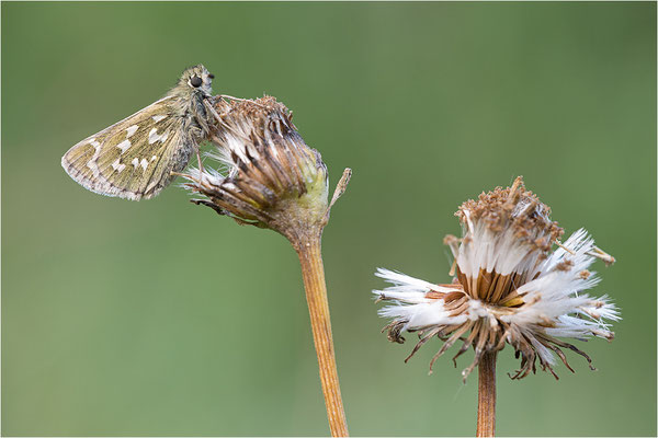 Komma-Dickkopffalter (Hesperia comma), Italien, Aosta