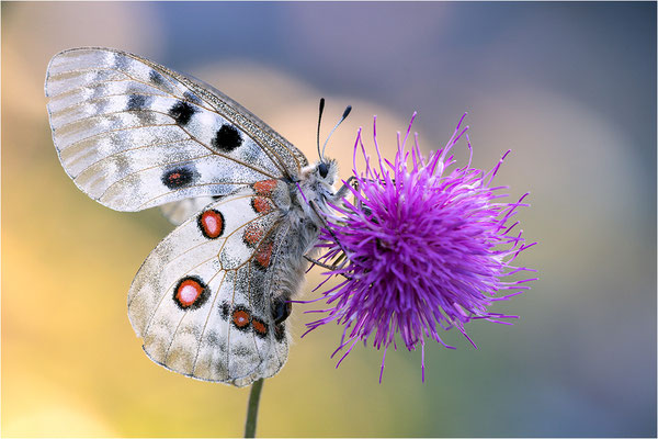 Roter Apollo (Parnassius apollo calmensis), Schweiz, Kanton Fribourg