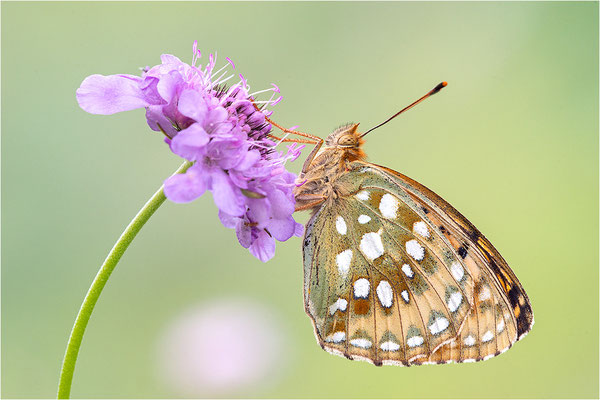 Großer Perlmutterfalter (Argynnis aglaja), Schweiz, Kanton Bern