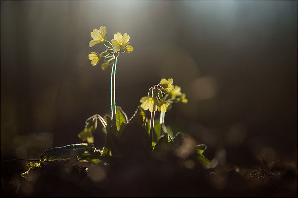 Hohe Schlüsselblume (Primula elatior), Deutschland, Baden-Württemberg