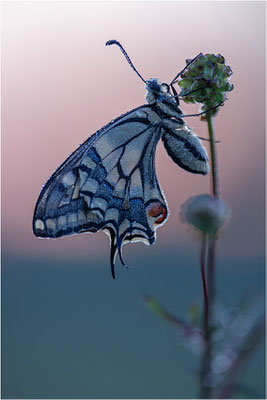 Schwalbenschwanz (Papilio machaon), Deutschland, Baden-Württemberg