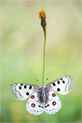 Roter Apollo (Parnassius apollo calmensis), Schweiz, Kanton Fribourg