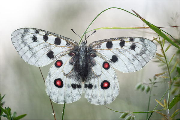 Roter Apollo (Parnassius apollo apollo), Schweden, Småland