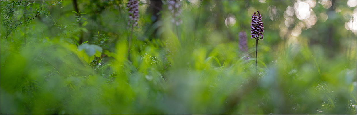 Purpur-Knabenkraut (Orchis purpurea), Deutschland, Baden-Württemberg