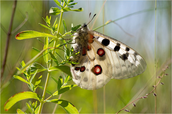 Roter Apollo (Parnassius apollo apollo), Schweden, Småland