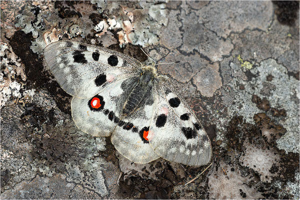 Roter Apollo (Parnassius apollo apollo f. cardinalis), Schweden, Småland