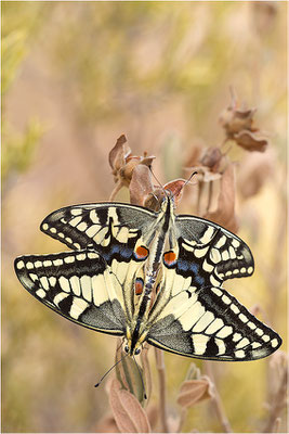 Schwalbenschwanz (Papilio machaon), Paarung, Frankreich, Bouches-du-Rhône