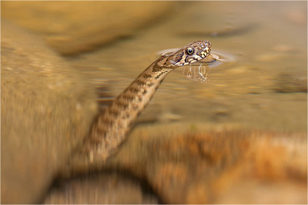 Würfelnatter (Natrix tessellata), Frankreich, Ardèche