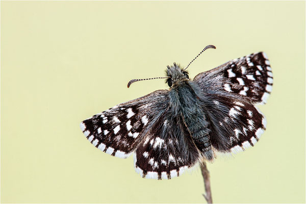 Kleiner Südlicher Würfel-Dickkopffalter (Pyrgus malvoides), Frankreich, Dep. Isere
