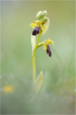Ophrys sulcata