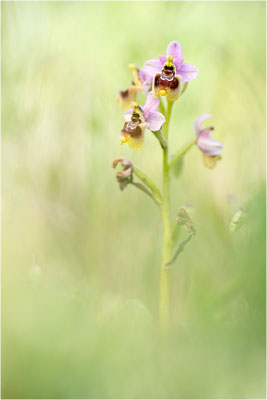 Übersehene Ragwurz (Ophrys neglecta)