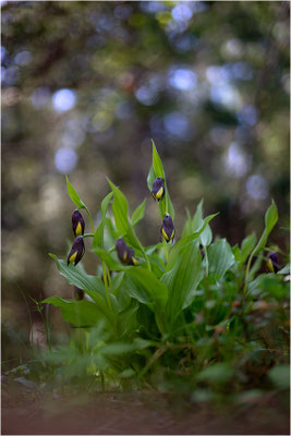 Gelber Frauenschuh (Cypripedium calceolus), Schweden, Gotland