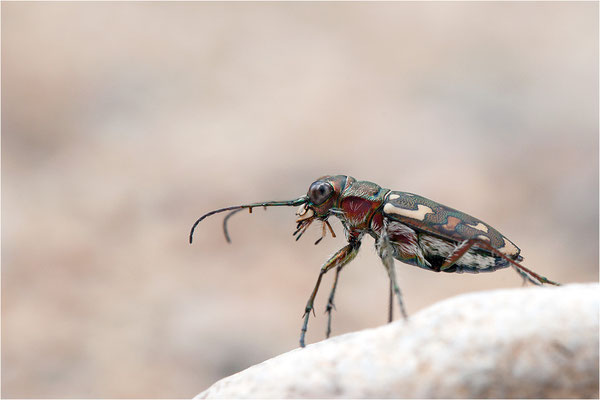 Lophyra flexuosa flexuosa, Frankreich, Ardèche