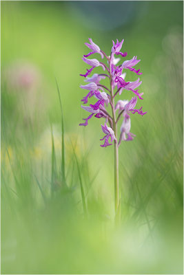 Helm-Knabenkraut (Orchis militaris), Gotland, Schweden