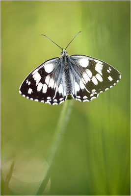 Schachbrettfalter (Melanargia galathea), Männchen mit asymmetrischen Flügeln, Deutschland, Baden-Württemberg