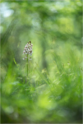 Purpur-Knabenkraut (Orchis purpurea), Deutschland, Baden-Württemberg