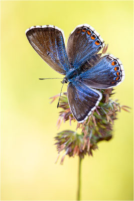 Himmelblauer Bläuling (Polyommatus bellargus f. cerones), Weibchen, Deutschland, Baden-Württemberg