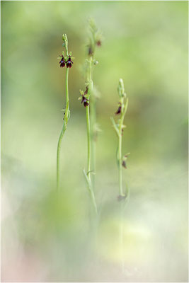 Fliegen-Ragwurz (Ophrys insectifera), Frankreich, Dep. Isere