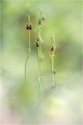 Fliegen-Ragwurz (Ophrys insectifera), Frankreich, Dep. Isere