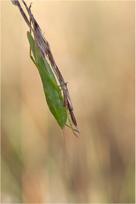 Gemeine Schiefkopfschrecke (? - Ruspolia nitidula), Männchen, Frankreich, Drôme