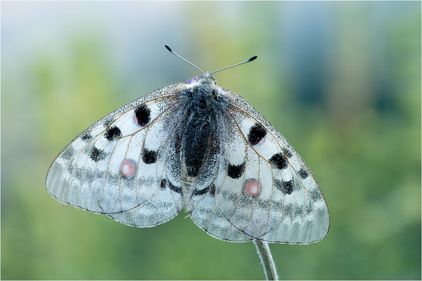 Roter Apollo (Parnassius apollo antijesuitus), Spanien, Provinz Lleida