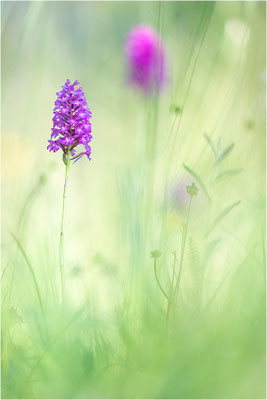 Pyramiden-Hundswurz (Anacamptis pyramidalis), Baden-Württemberg, Deutschland