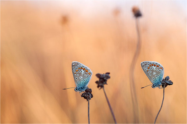 Hauhechel-Bläuling (Polyommatus icarus), Deutschland, Baden-Württemberg