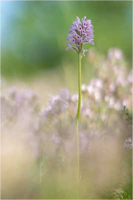 Dreizähniges Knabenkraut (Neotinea tridentata), Dep. Drôme, Frankreich