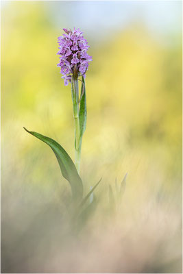 Fleischfarbene Fingerwurz (Dactylorhiza incarnata), Schweden, Gotland