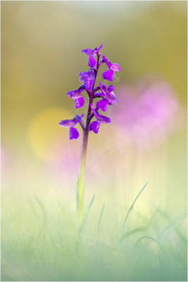 Kleine Hundswurz (Anacamptis morio morio), Dep. Aveyron, Frankreich
