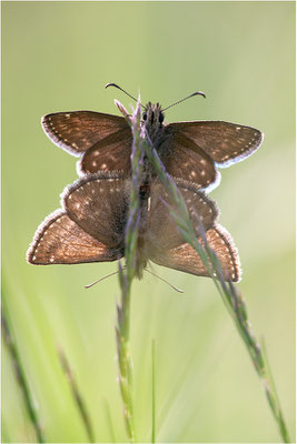 Dunkler Dickopffalter (Erynnis tages), Paarung, Deutschland, Baden-Württemberg