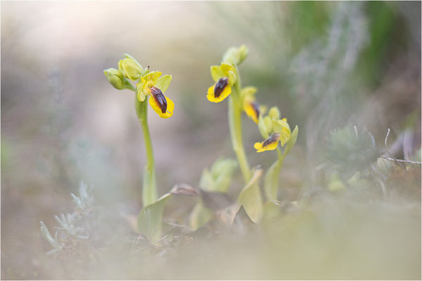 Ophrys lutea