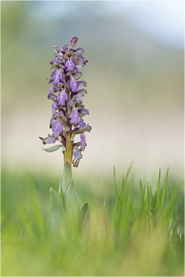 Riesen-Knabenkraut (Himantoglossum robertianum), Provence, Frankreich
