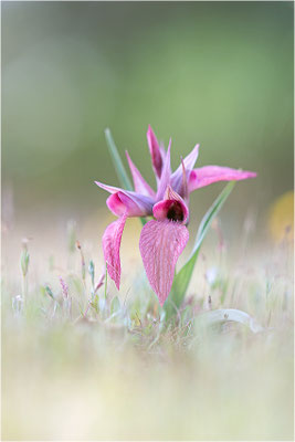 Verkannter Zungenstendel (Serapias neglecta), Frankreich, Var