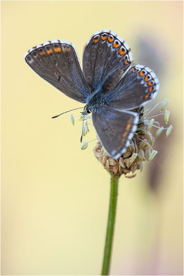 Himmelblauer Bläuling (Polyommatus bellargus), Weibchen, Deutschland, Baden-Württemberg