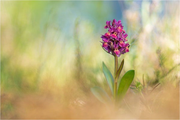 Holunder-Fingerwurz (Dactylorhiza sambucina), Schweden, Gotland