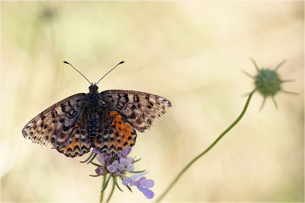 Roter Scheckenfalter (Melitaea didyma), Weibchen, Frankreich, Haute-Loire