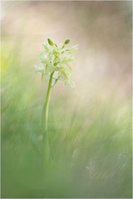 Provence-Knabenkraut (Orchis provincialis), Frankreich, Isere