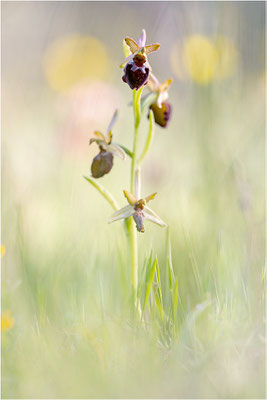 Ophrys morisii