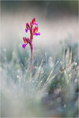Schmetterlings-Hundswurz (Anacamptis papilionacea), Dep. Var, Frankreich