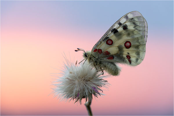 Roter Apollo (Parnassius apollo nivatus), Frankreich, Dep. Jura