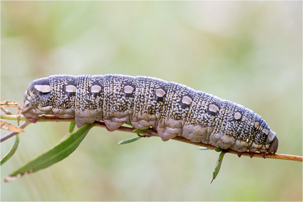 Fledermausschwärmer (Hyles vespertilio)