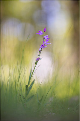 Rotes Waldvöglein (Cephalanthera rubra), Frankreich, Provence