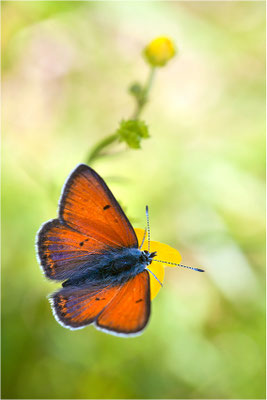 Lilagold-Feuerfalter (Lycaena hippothoe eurydice), Männchen, Frankreich, Ardèche, 1200m