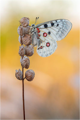 Roter Apollo (Parnassius apollo lozerae), Frankreich, Dep. Lozere