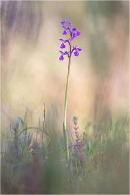 Kleine Hundswurz (Anacamptis morio picta), Dep. Var, Frankreich